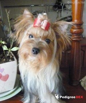 QU-EST CE QUE BOHEMIA PLATINA — Labaza DogPedigree YorkshireTerrier