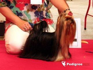 EXTRA BONUS BOHEMIA PLATINA — Labaza DogPedigree YorkshireTerrier