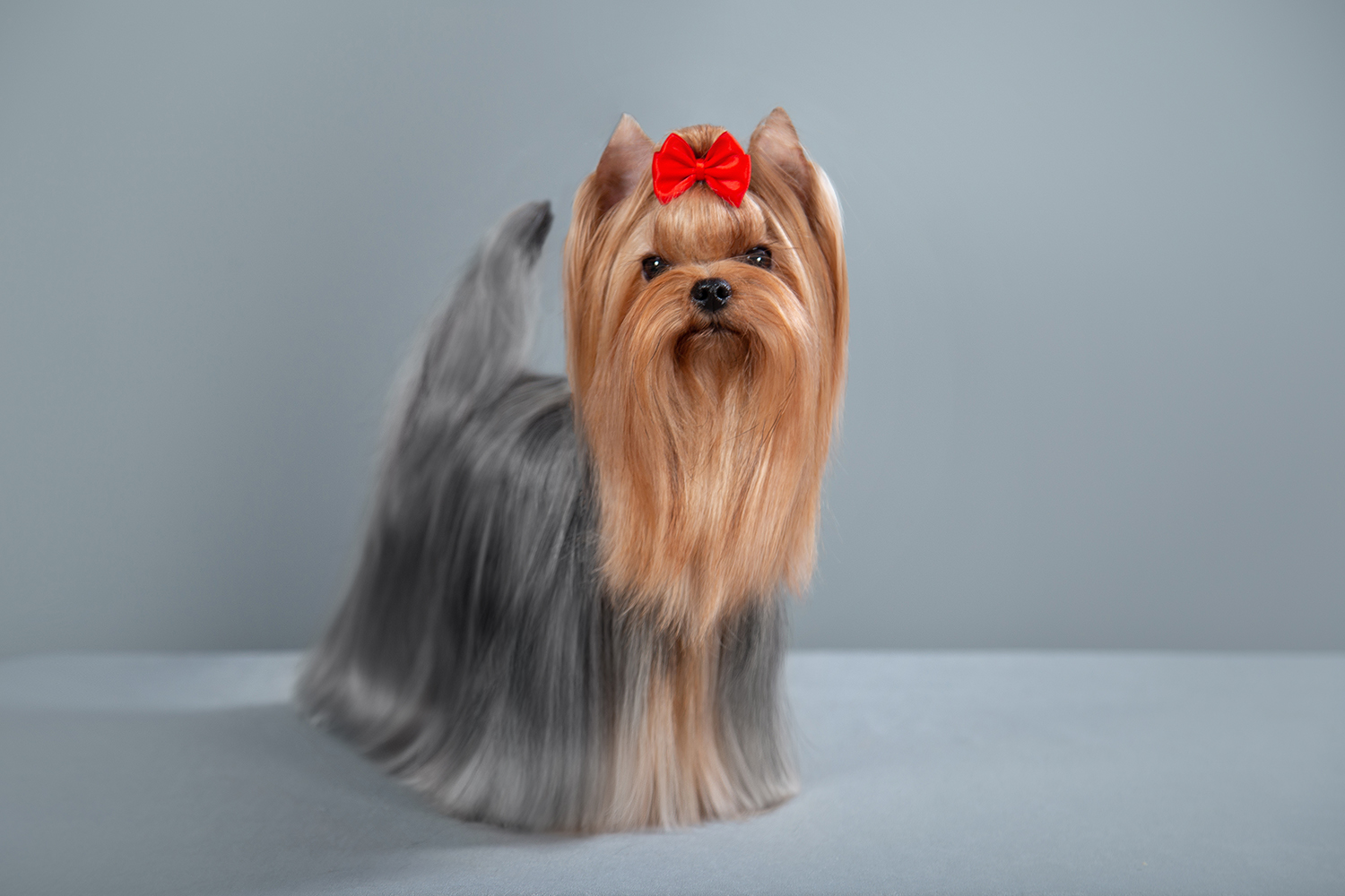 DELEGIT FATI HEPPY STAR — Labaza DogPedigree YorkshireTerrier