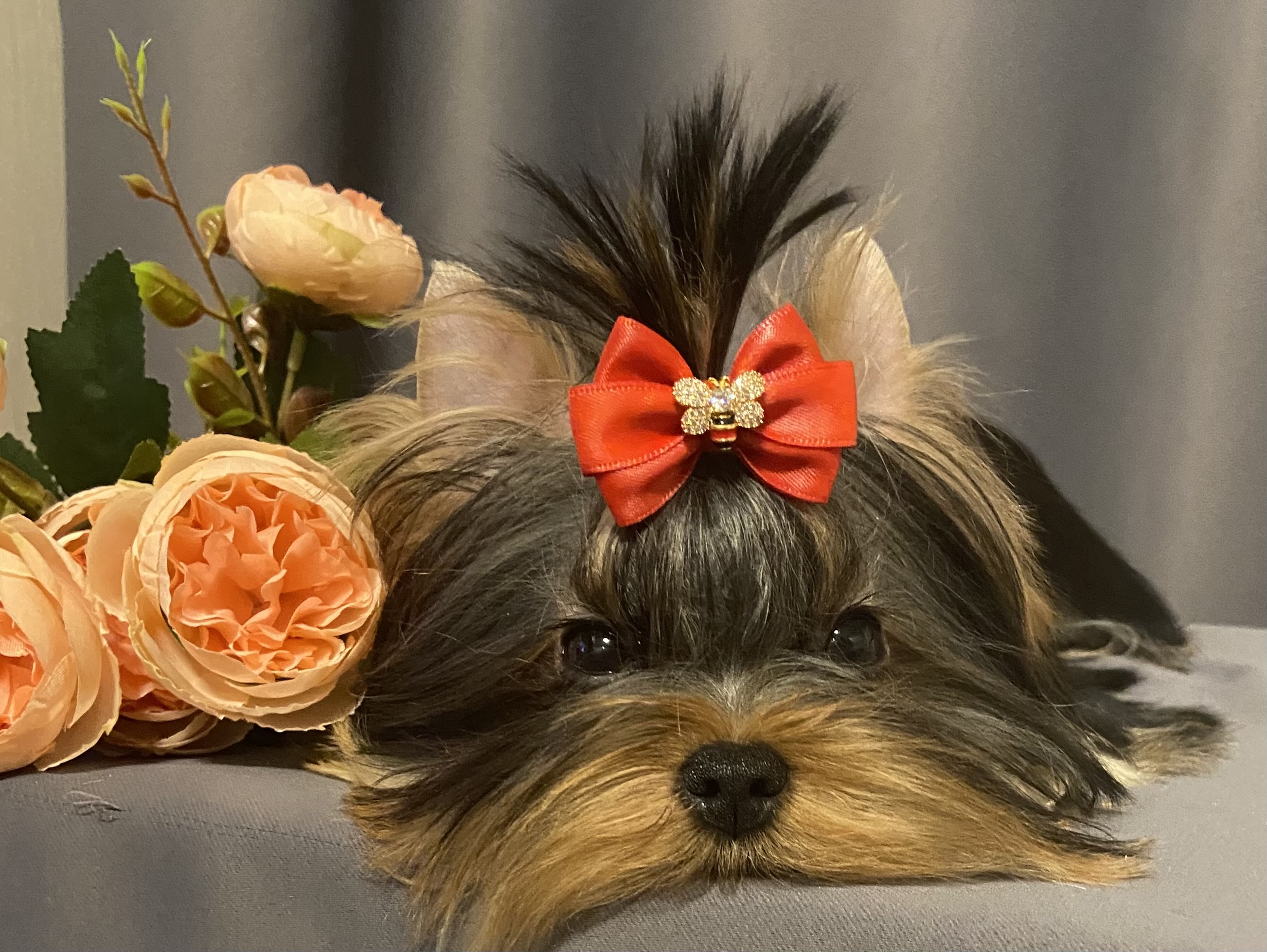 DELEGIT FATI YASHMA — Labaza DogPedigree YorkshireTerrier