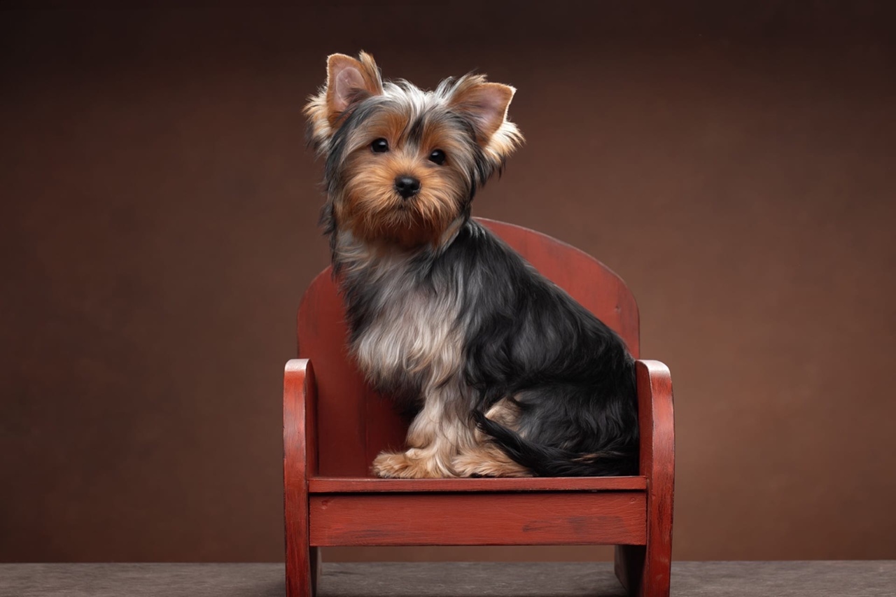 HELMIDGE INDIRA — Labaza DogPedigree YorkshireTerrier