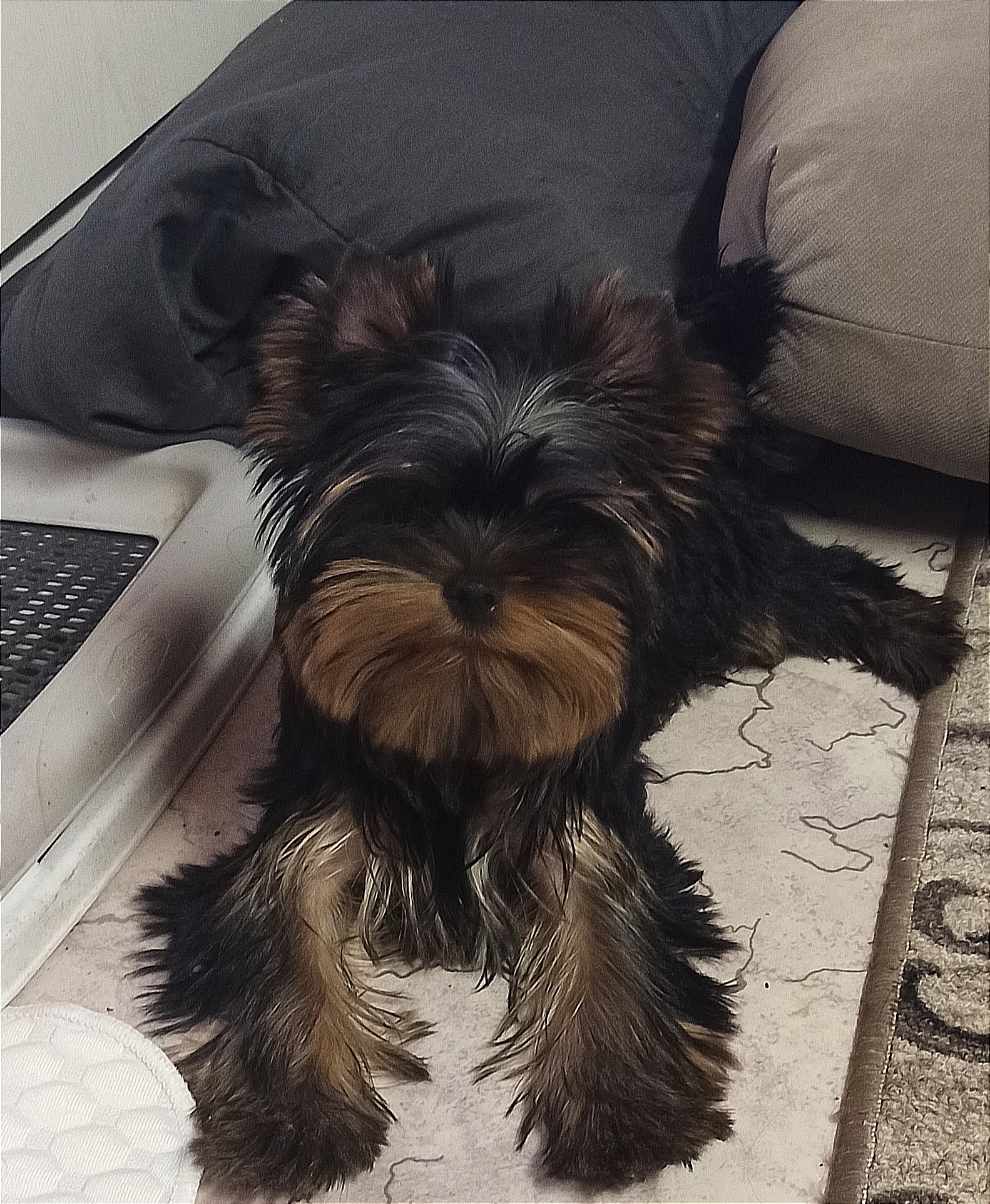  IRESK'S SHEVAN-EN-PAYER — Labaza DogPedigree YorkshireTerrier