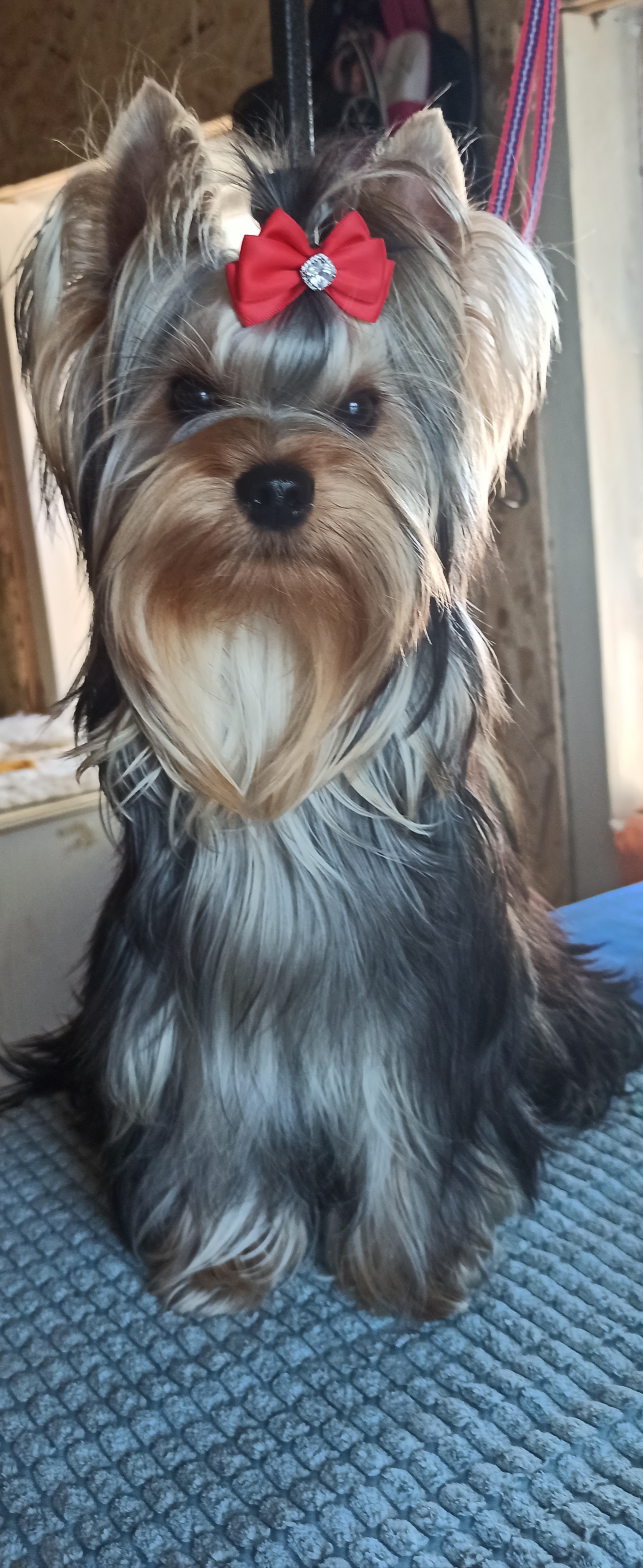  SHOW-GRAND SHAH — Labaza DogPedigree YorkshireTerrier