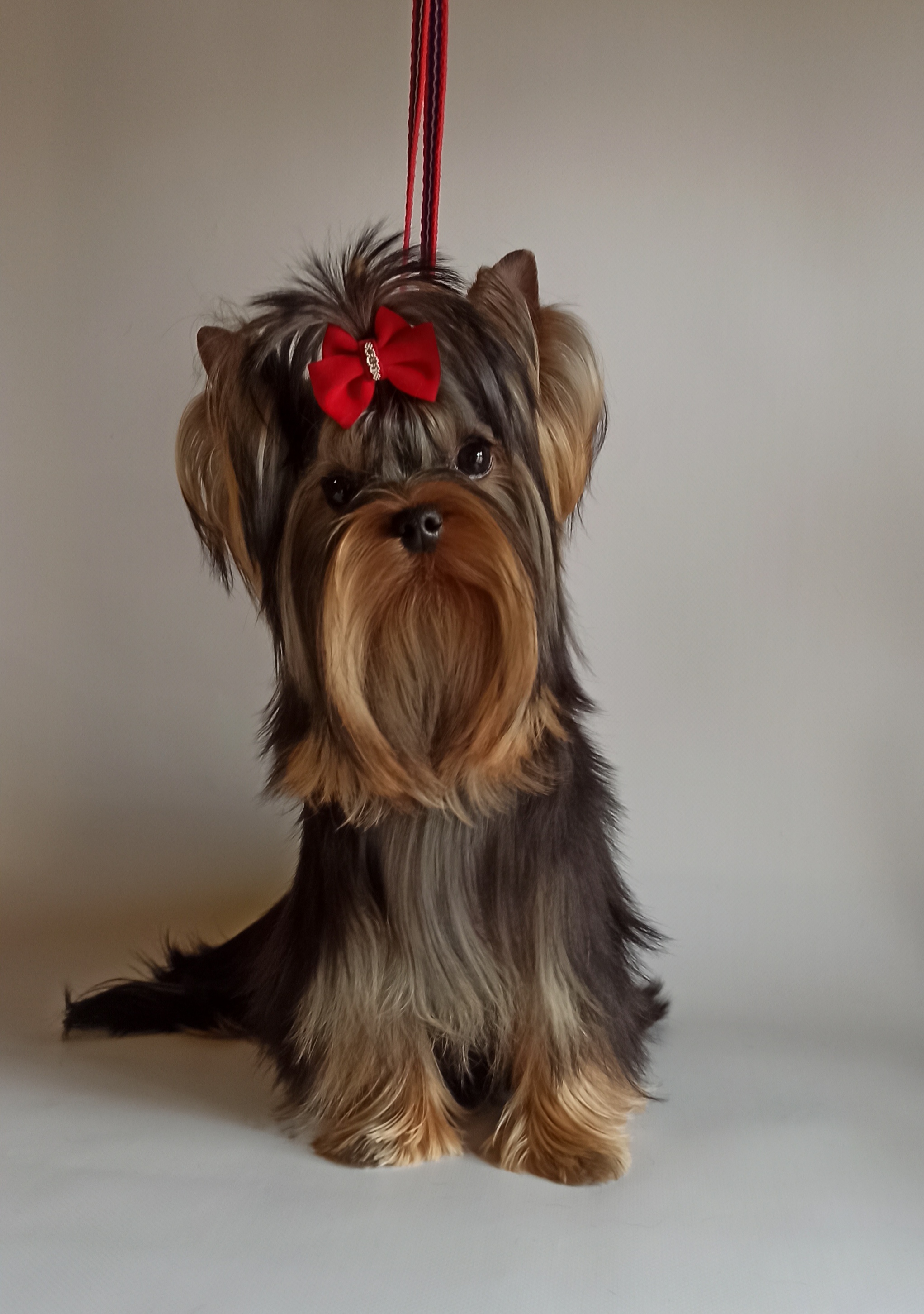  CHANEL LILY-ROSE — Labaza DogPedigree YorkshireTerrier