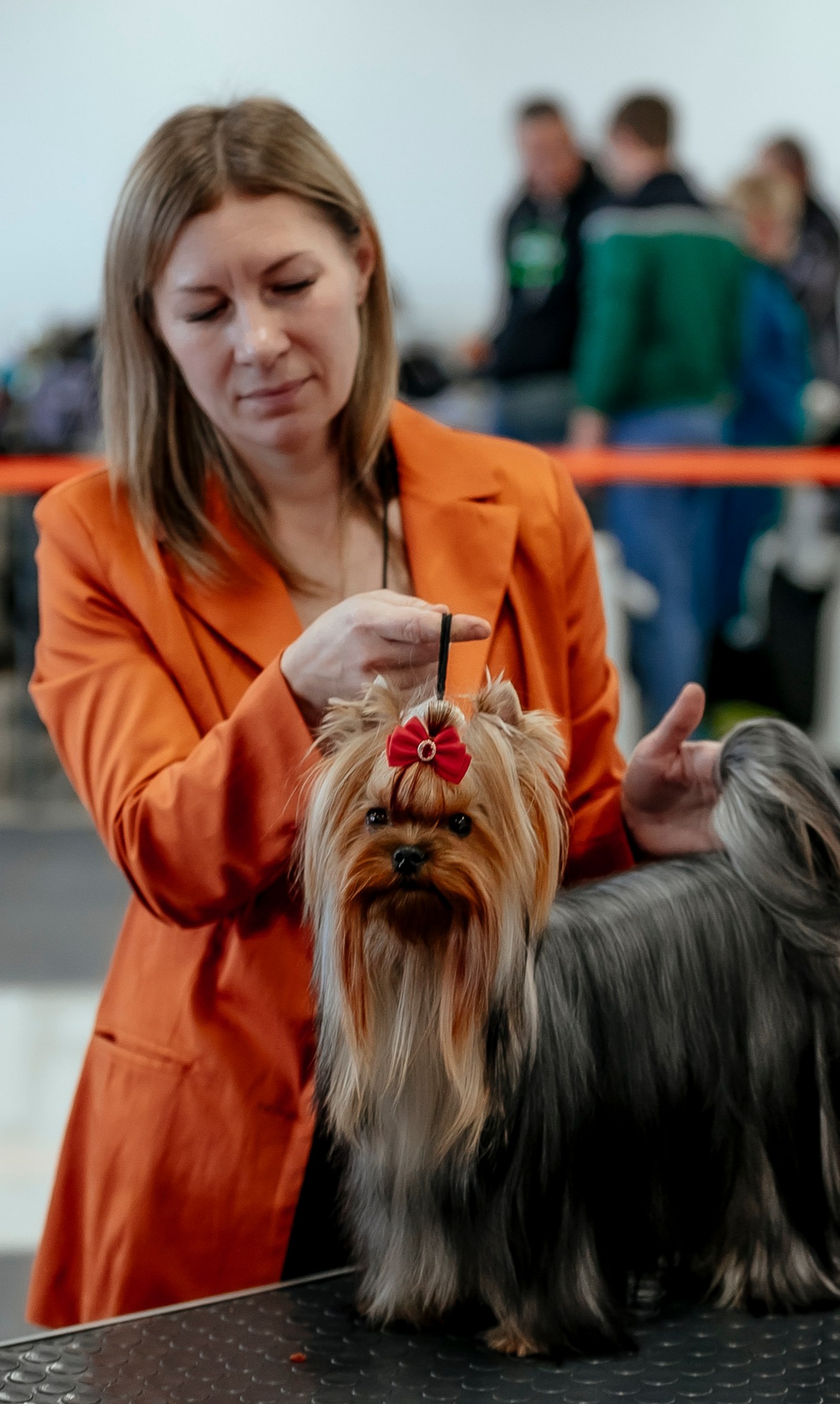 Zhuk_Lena — Labaza DogPedigree YorkshireTerrier