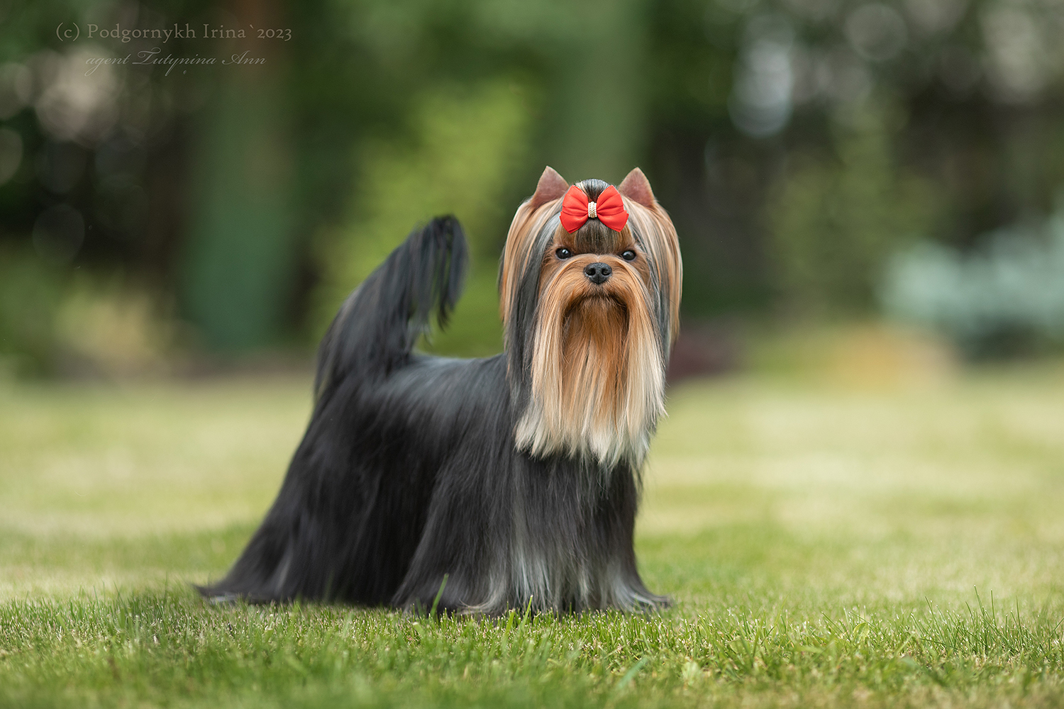  ASTORIA LAV STORI — Labaza DogPedigree YorkshireTerrier