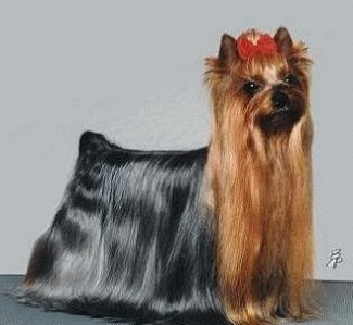  DEBONAIRE’S BELIEVE IN MUSIC — Labaza DogPedigree YorkshireTerrier