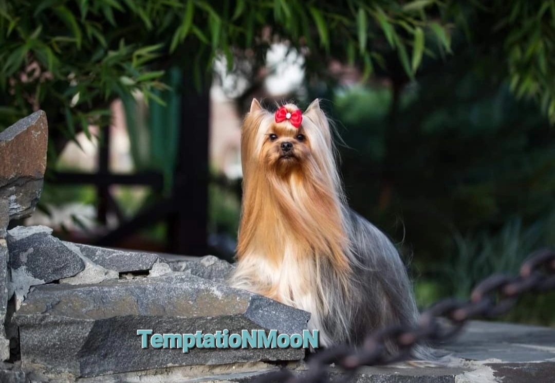 MUNECVITOS PIKOLO AMORE — Labaza DogPedigree YorkshireTerrier