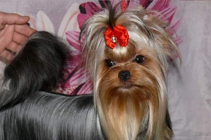 ZVEZDA ALBIONA GLORIYA — Labaza DogPedigree YorkshireTerrier