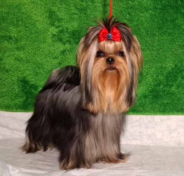 ZVEZDA ALBIONA SHANTI — Labaza DogPedigree YorkshireTerrier