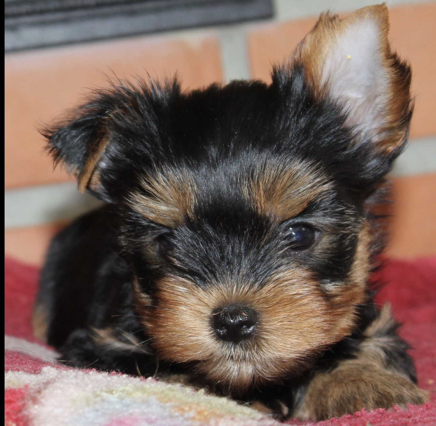  SILVER FLAME MYSTERIOUS TIME — Labaza DogPedigree YorkshireTerrier