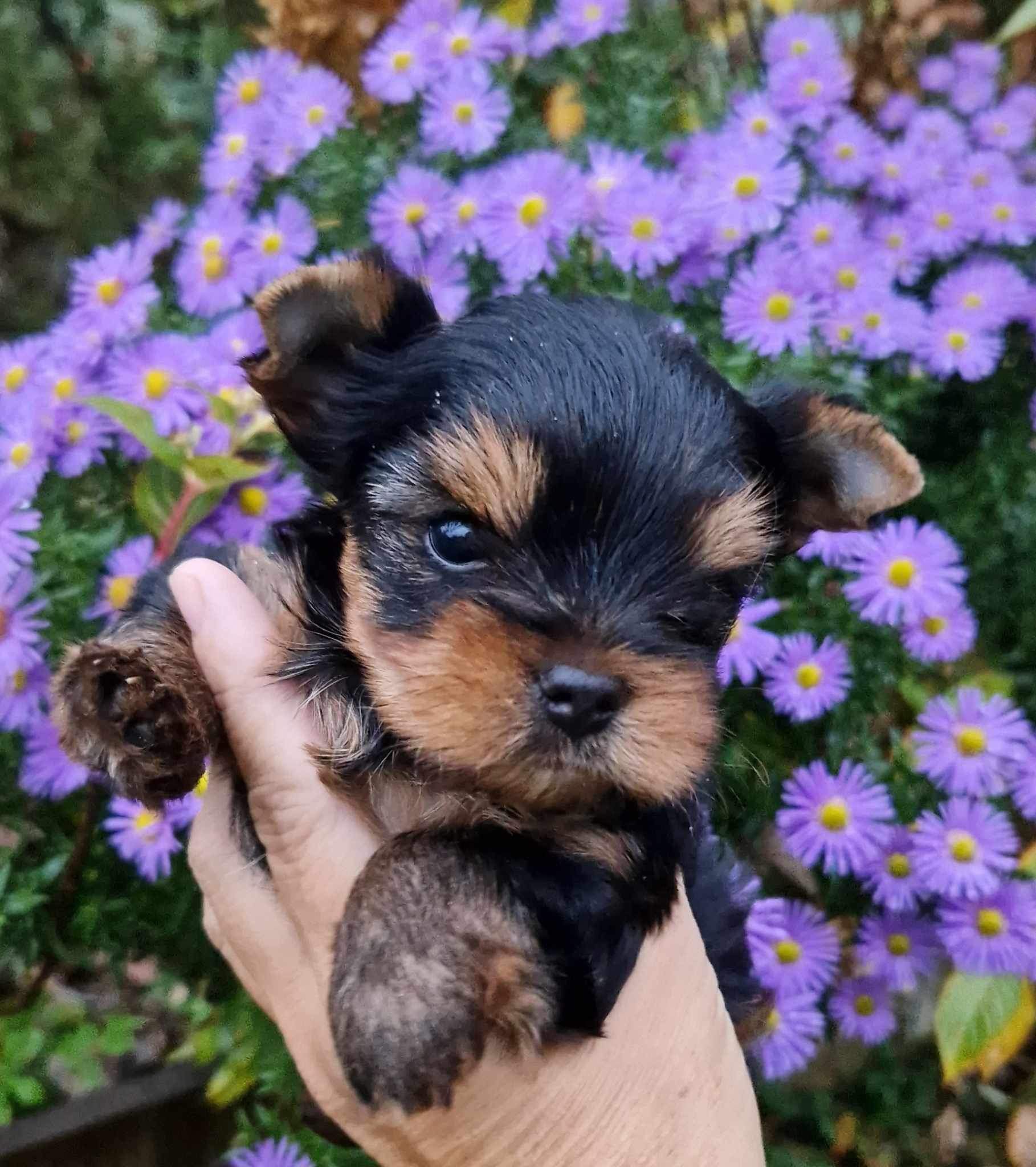  SILVER FLAME BEAUTIFUL MADNESS — Labaza DogPedigree YorkshireTerrier