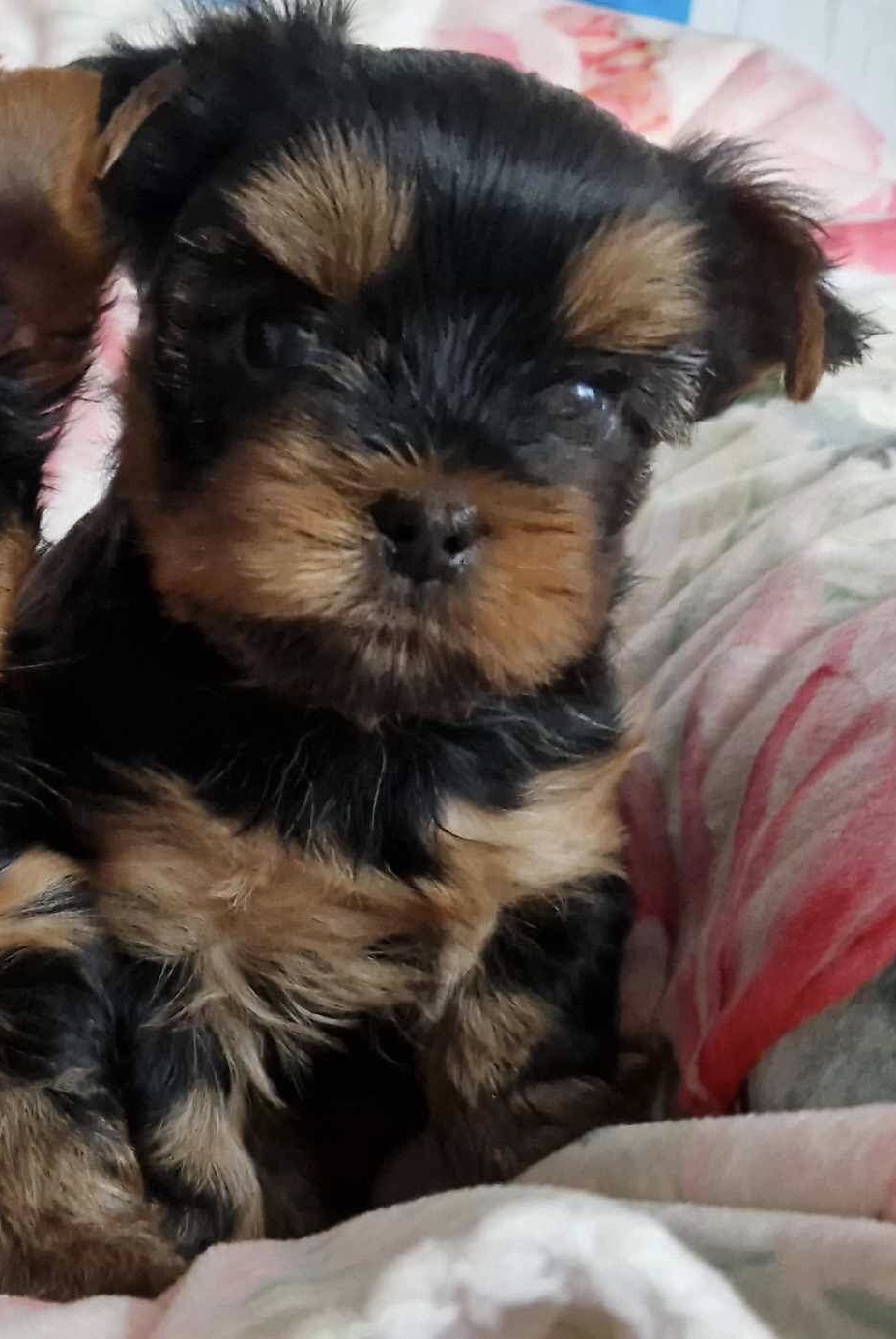  SILVER FLAME STELLAR WAY — Labaza DogPedigree YorkshireTerrier