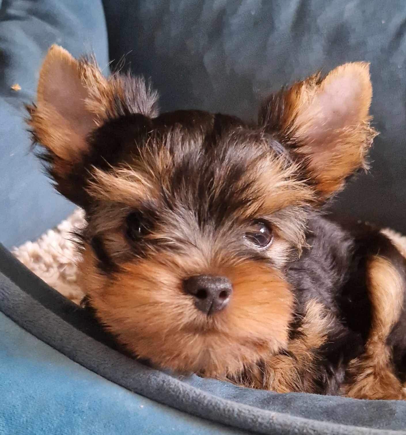  SILVER FLAME MORNING MIST — Labaza DogPedigree YorkshireTerrier