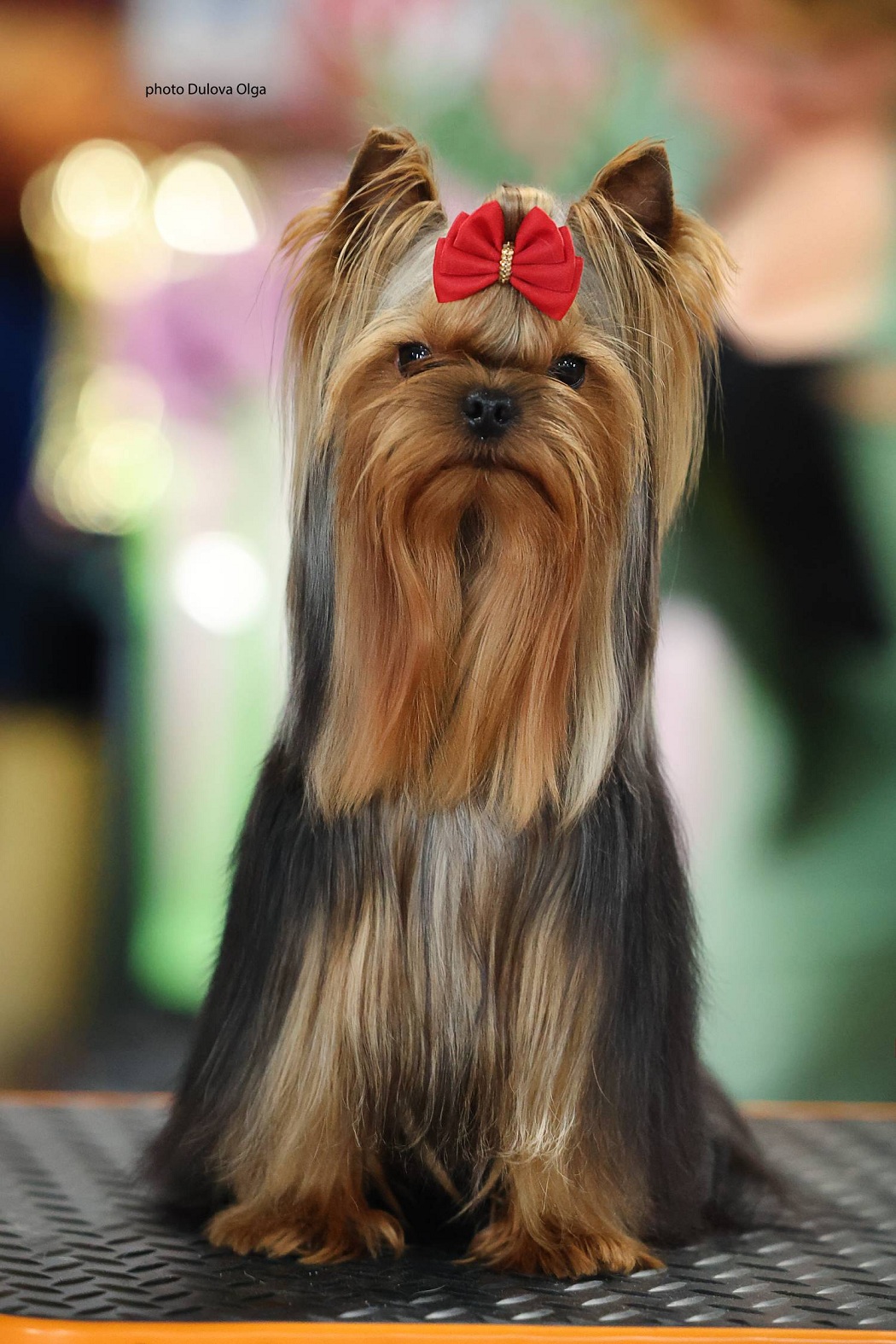 SHINING DIAMOND — Labaza DogPedigree YorkshireTerrier