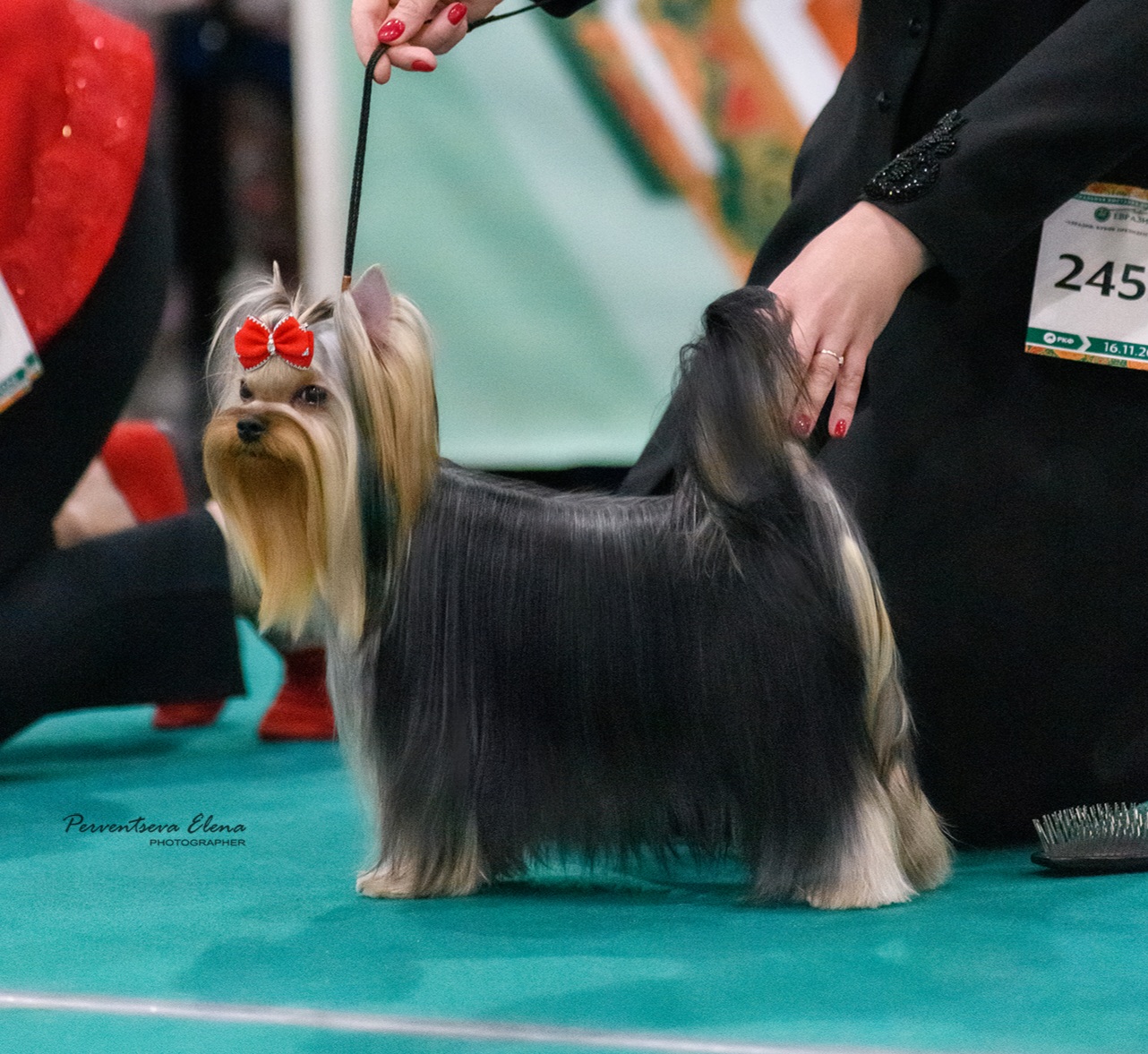 VOLE'T SHOU QUINTESSENCE — Labaza DogPedigree YorkshireTerrier