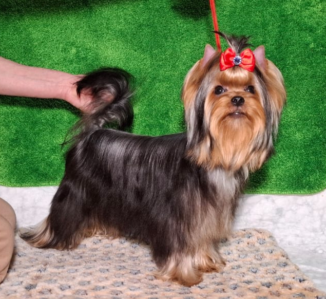 Zvezda Albiona ZVEZDA ALBIONA BETELGEUSE — Labaza DogPedigree YorkshireTerrier