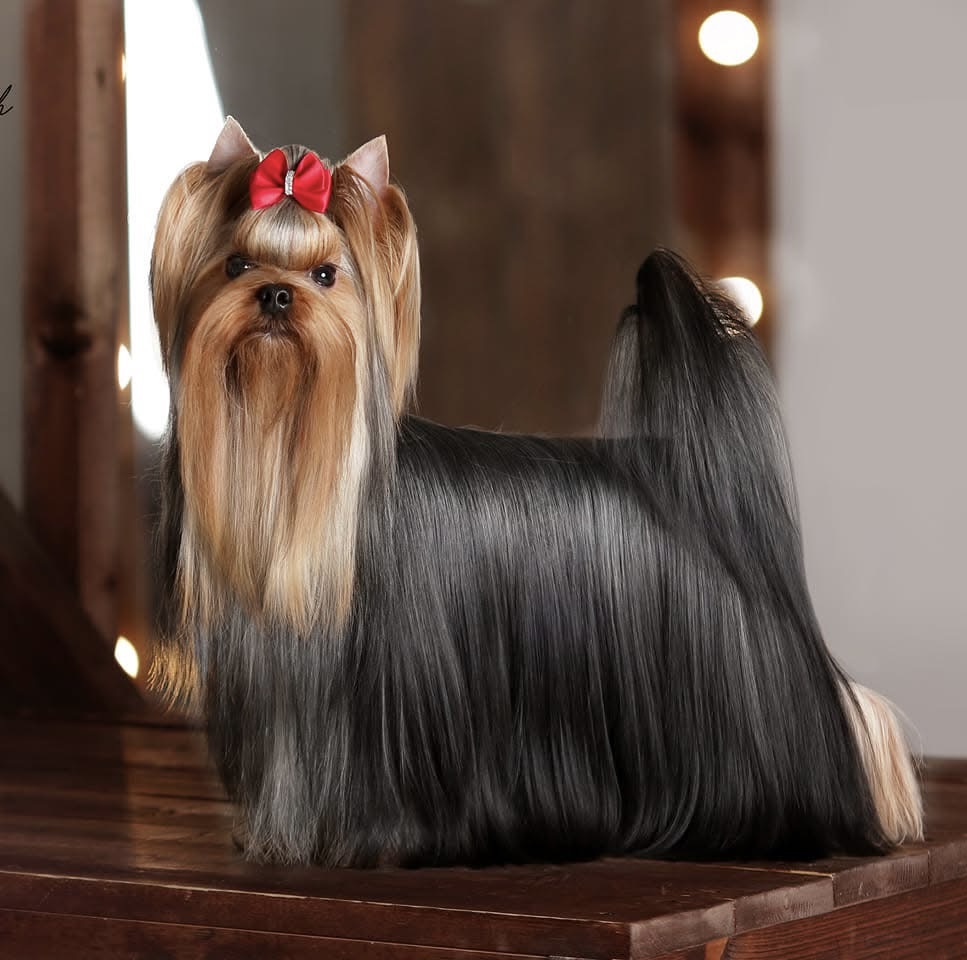 Kart-Blansh Pheromon — Labaza DogPedigree YorkshireTerrier