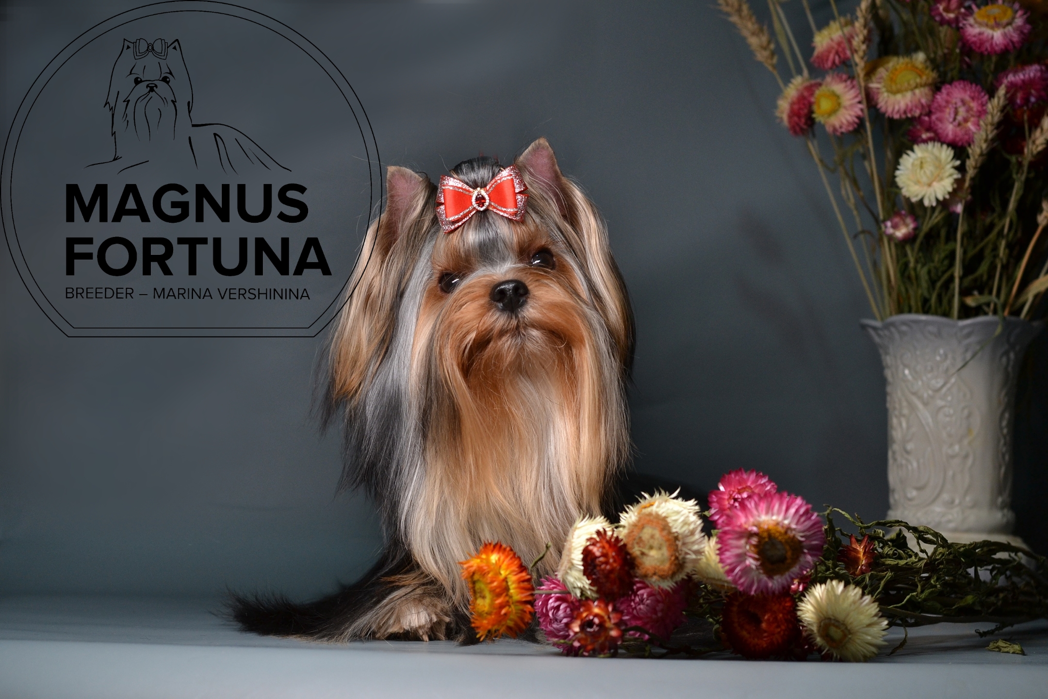 MAGNUS FORTUNA OCTAVIAN — Labaza DogPedigree YorkshireTerrier