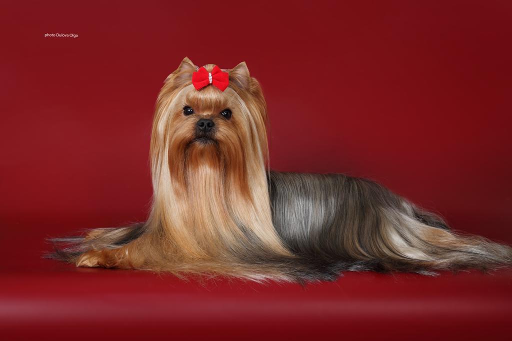  JANIKA AMELIE SWEET CANDY — Labaza DogPedigree YorkshireTerrier