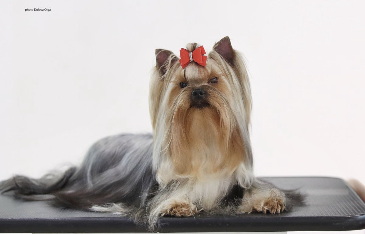  BRENDA NICOLE BOHEME CHIK — Labaza DogPedigree YorkshireTerrier