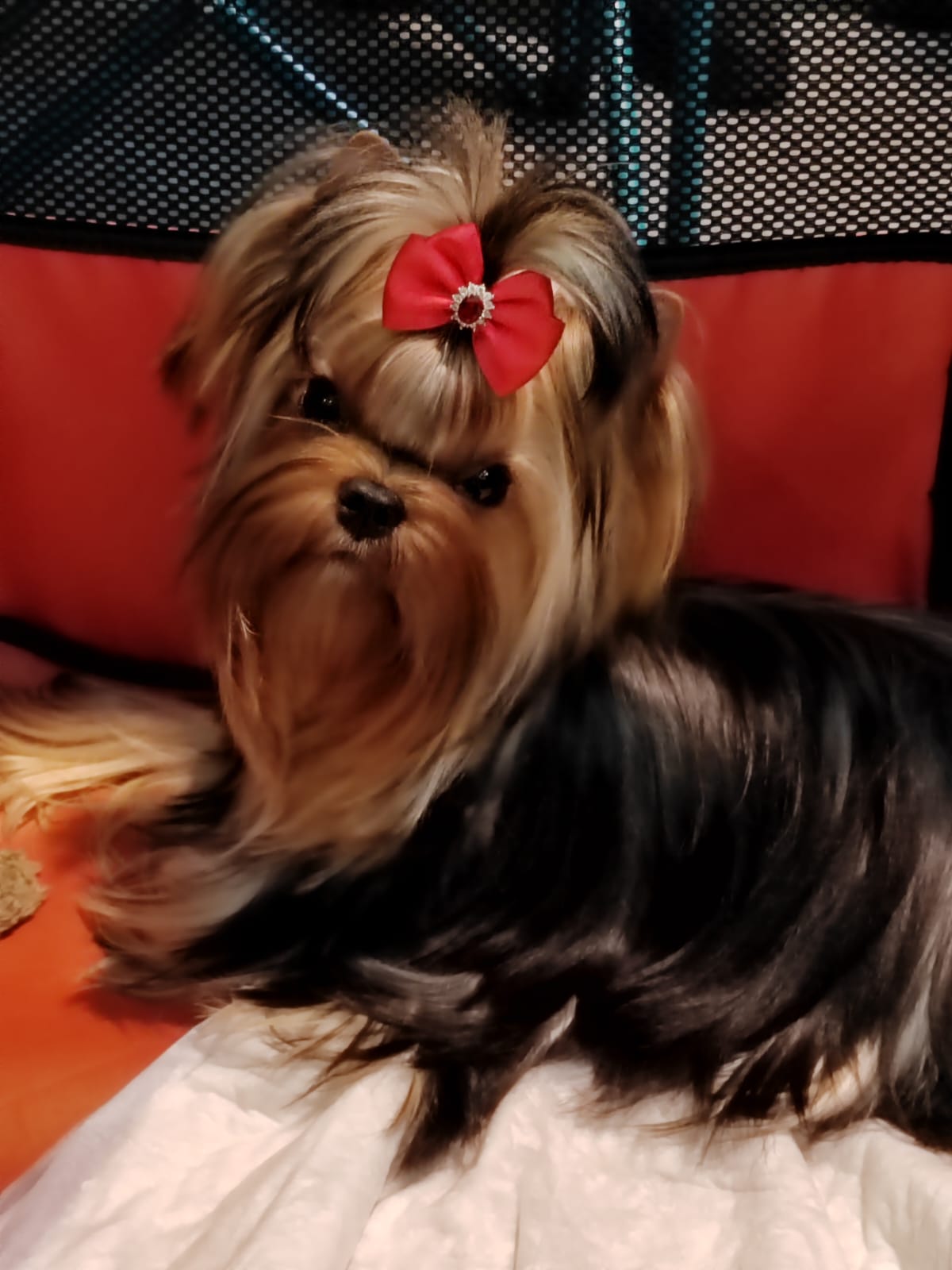  FASHION PARTY KOKETKA — Labaza DogPedigree YorkshireTerrier