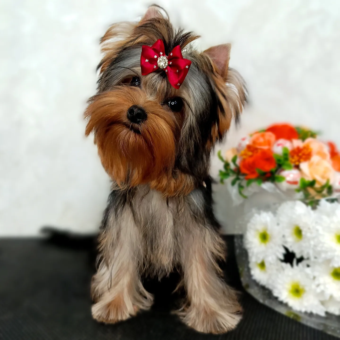  NEFERTITI GLAMOUR DE LUXE — Labaza DogPedigree YorkshireTerrier