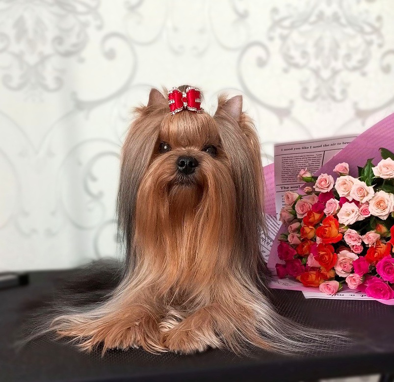  SHARMEL FEMME GLAMOUR DE LUXE — Labaza DogPedigree YorkshireTerrier