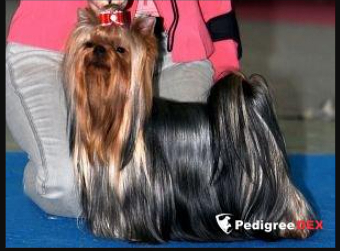  RUS MIRIAN STYLE ROYAL-ENJOY — Labaza DogPedigree YorkshireTerrier