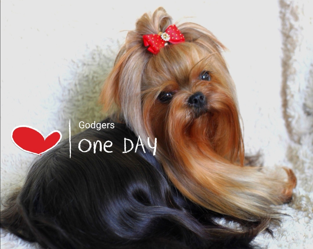 Godgers — Labaza DogPedigree YorkshireTerrier