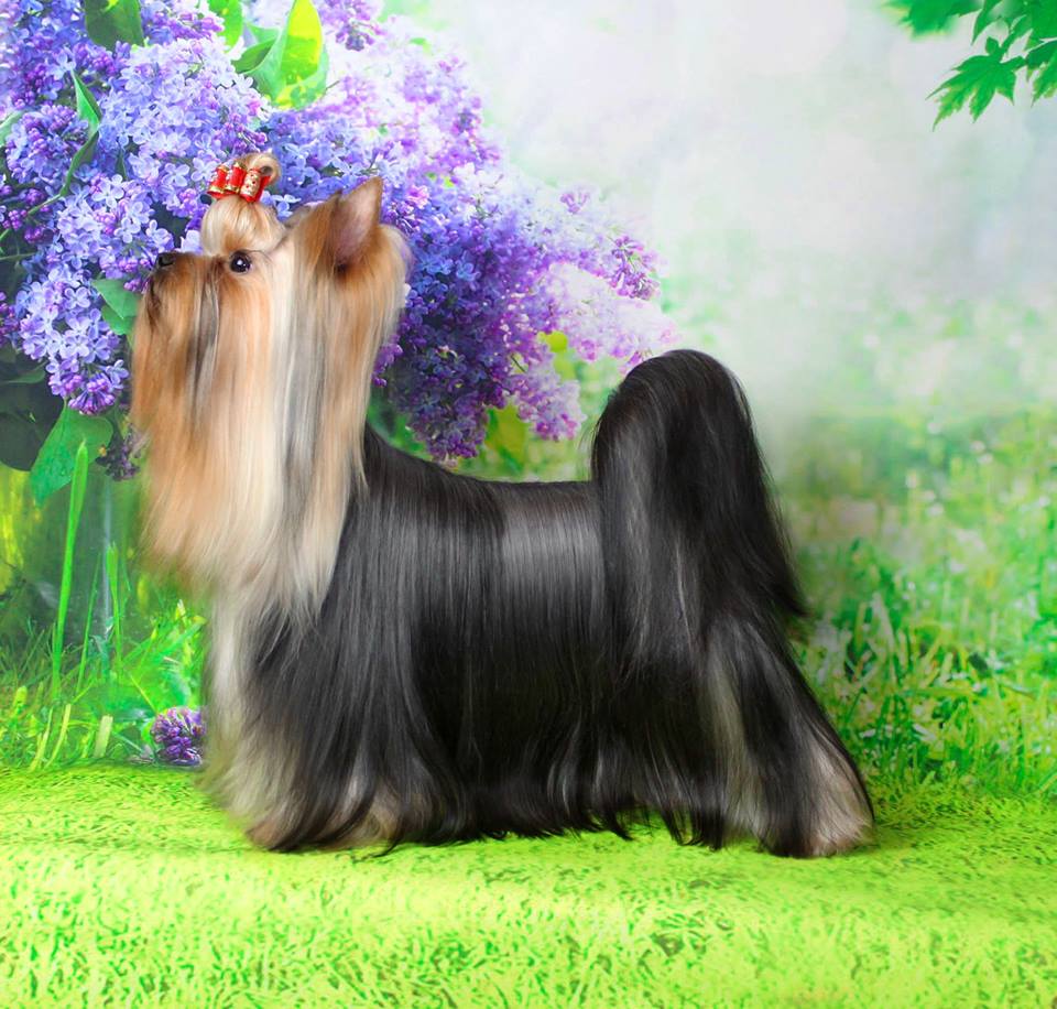 VIP STJUMER'S SAMANTA FOX — Labaza DogPedigree YorkshireTerrier