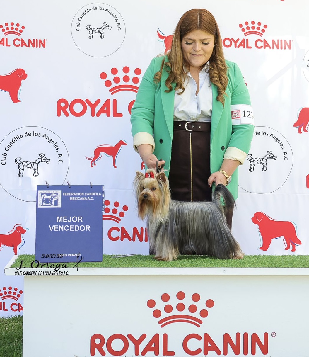  RIO DE LUNA BIJOU — Labaza DogPedigree YorkshireTerrier