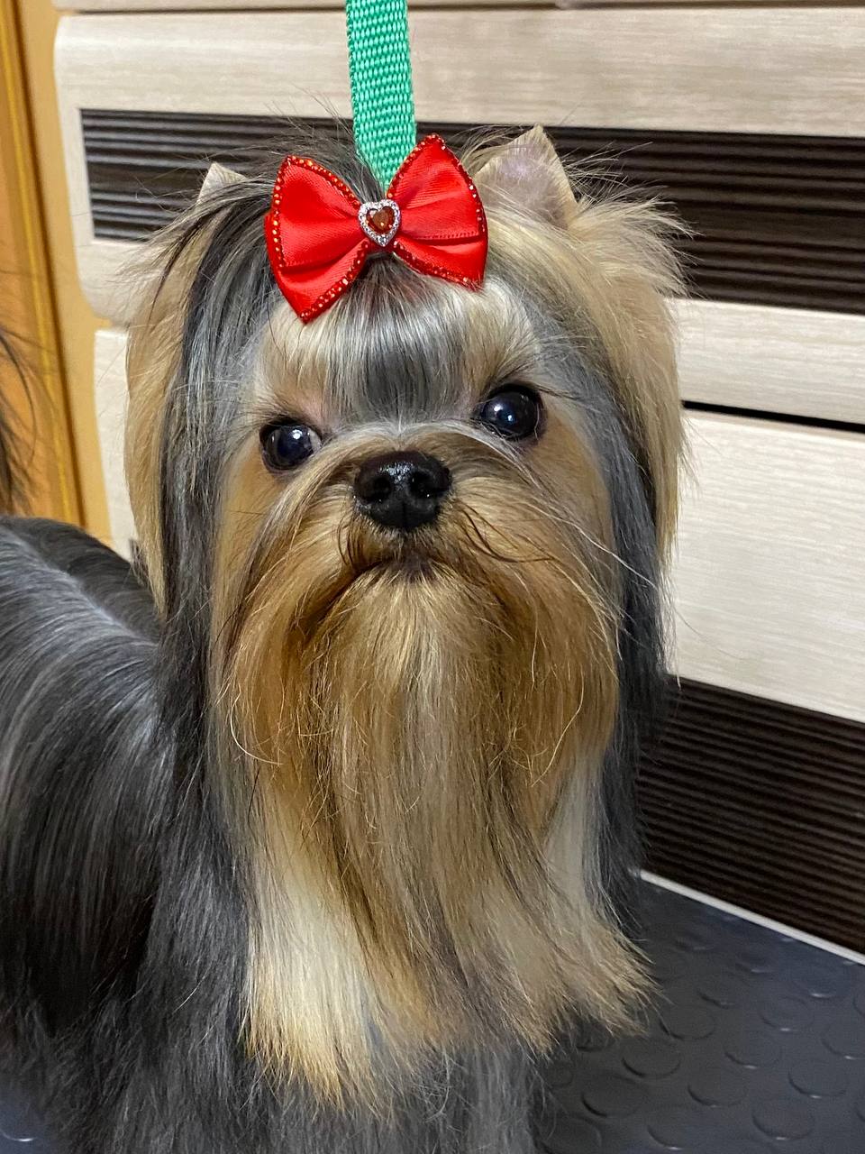 DALI KEY DALI KEY TRUFEL — Labaza DogPedigree YorkshireTerrier