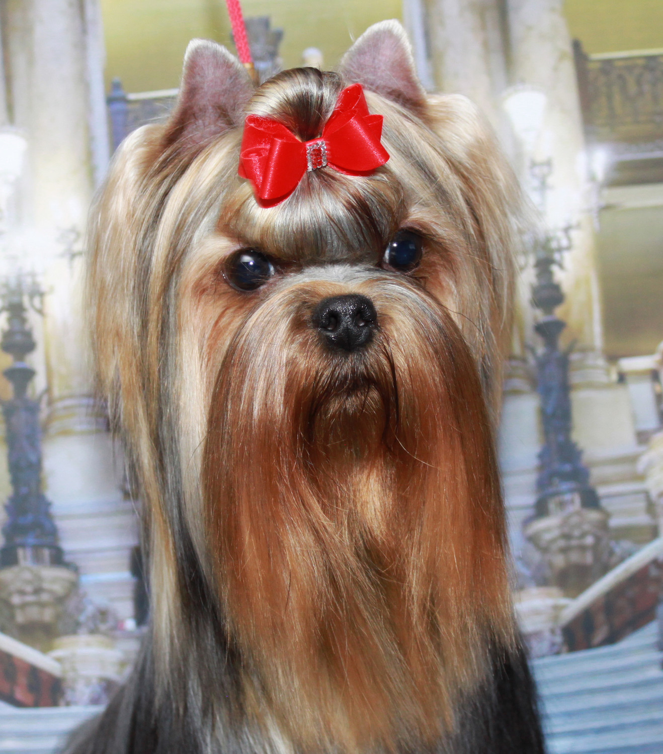 LIFE IMAGE HUGH JACKMAN — Labaza DogPedigree YorkshireTerrier