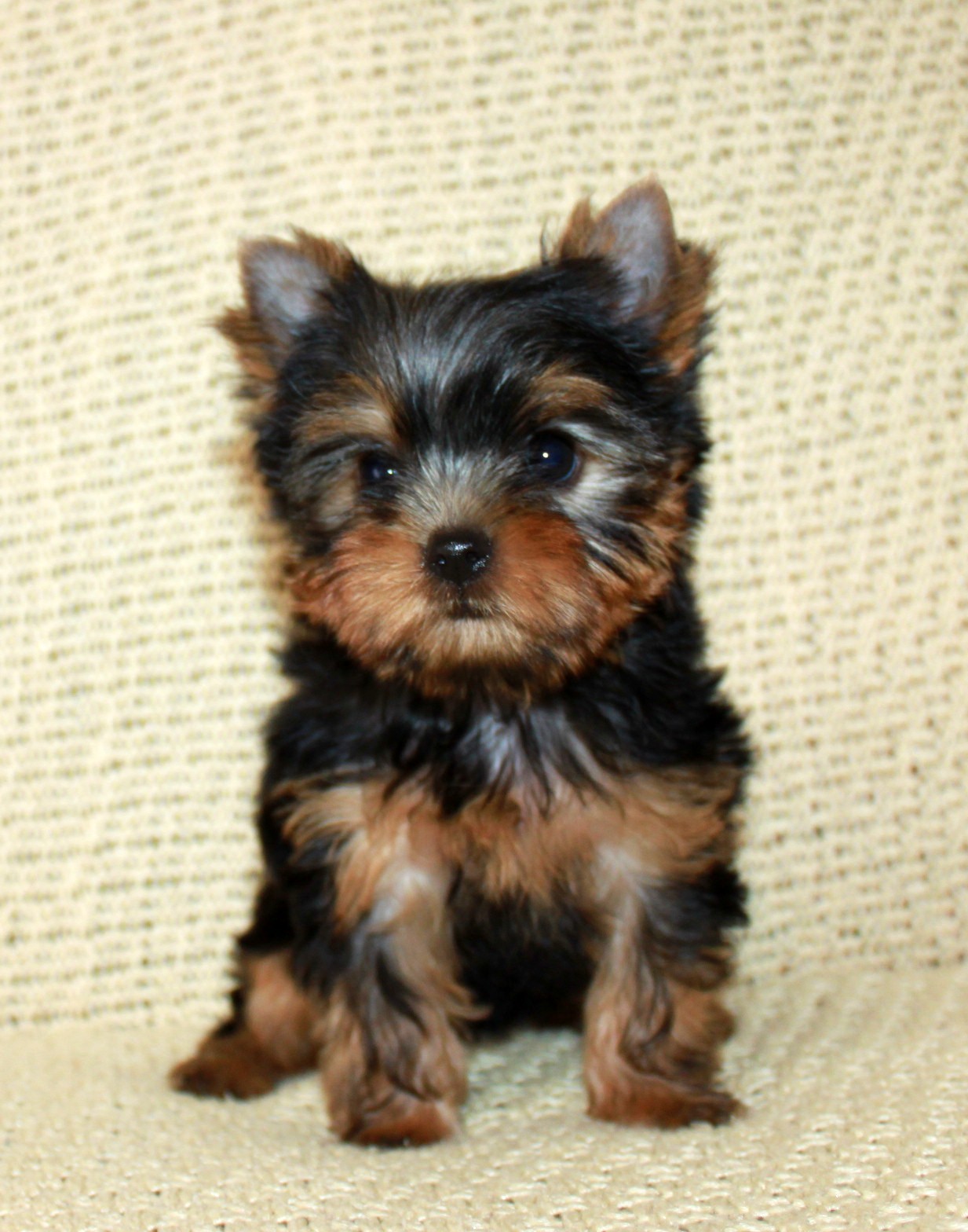 Video Star VIDEO STAR WAY TO VICTORY — Labaza DogPedigree YorkshireTerrier