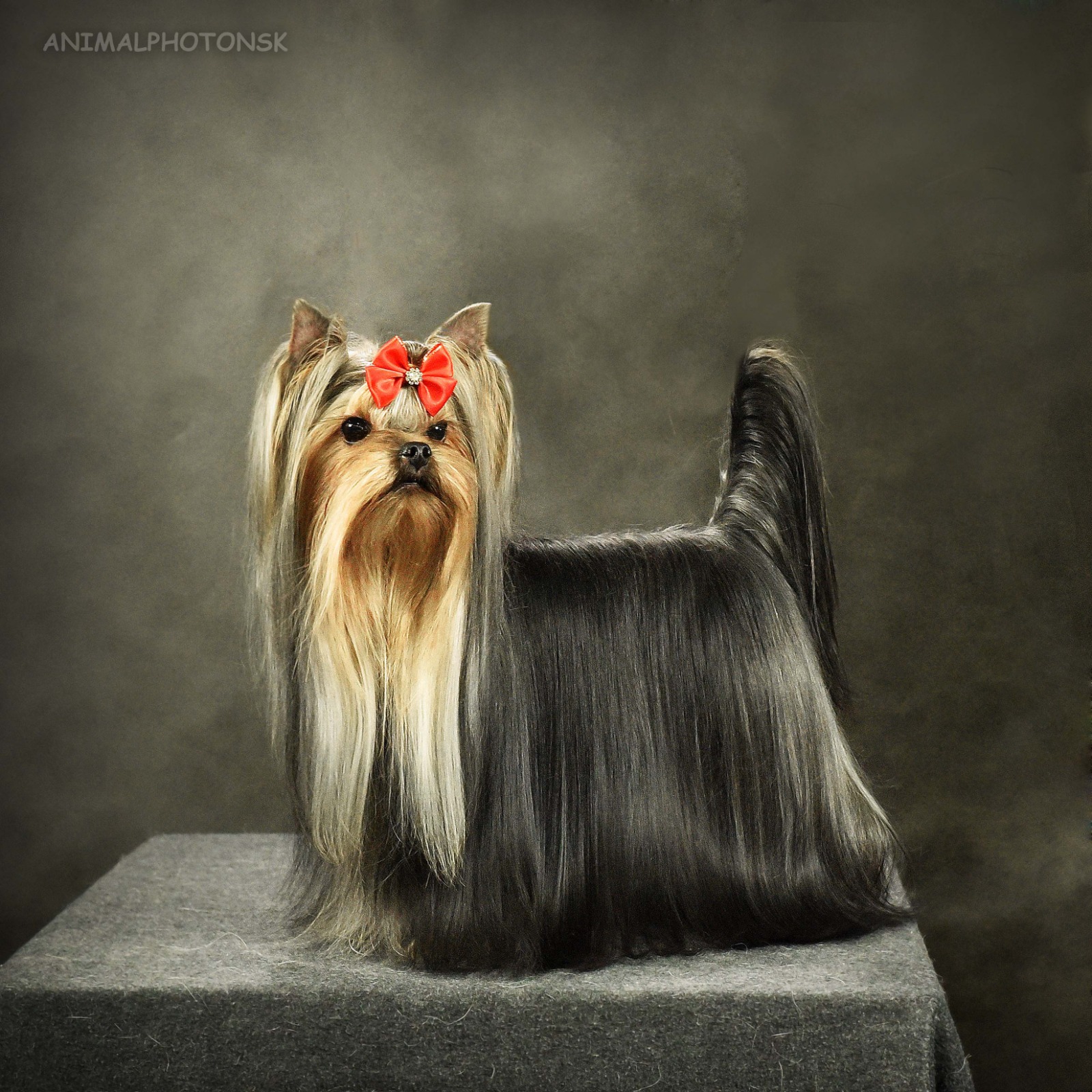 Primavera Incanta Heaven Sent — Labaza DogPedigree YorkshireTerrier