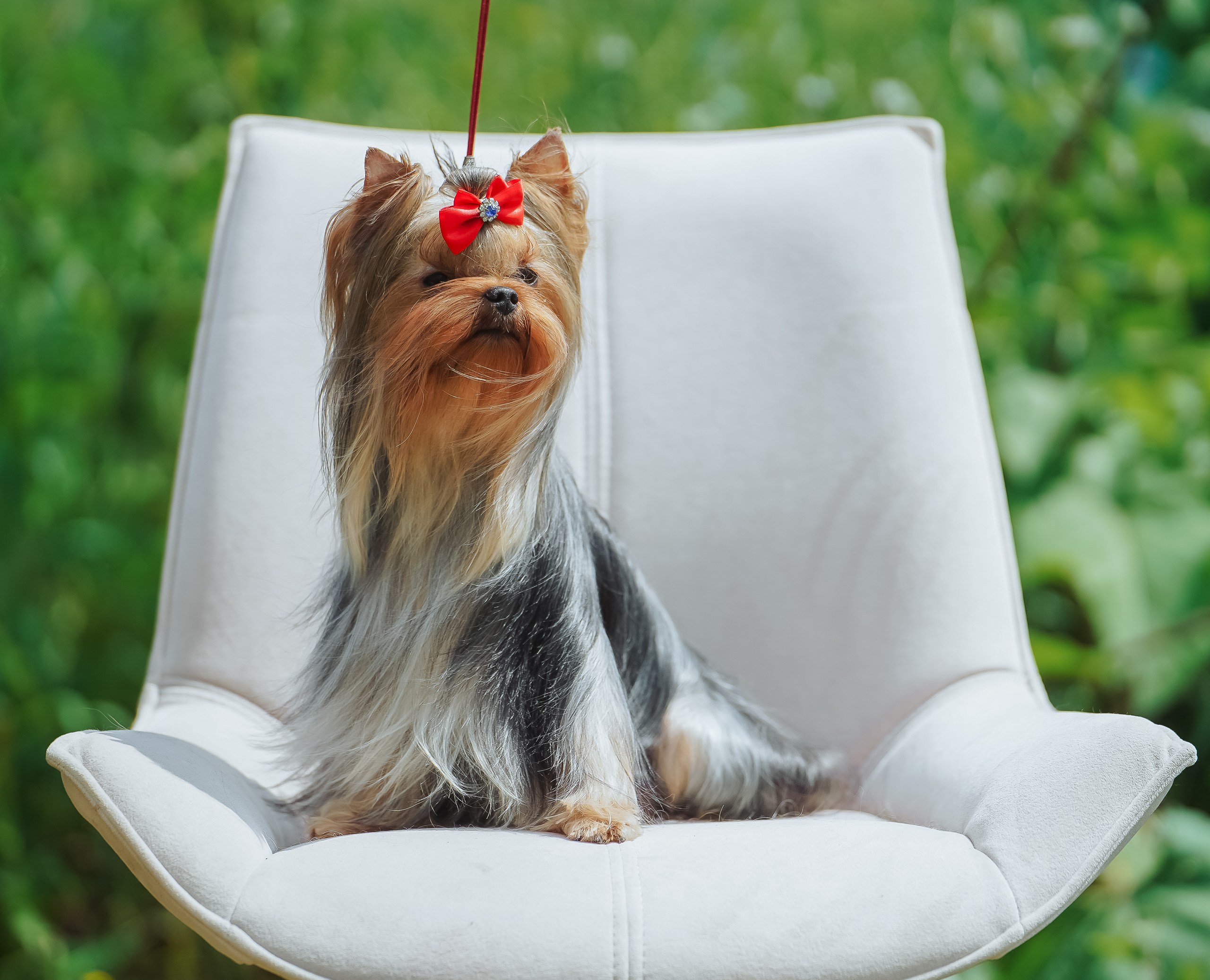 PRIMAVERA INCANTA FANTASIA — Labaza DogPedigree YorkshireTerrier