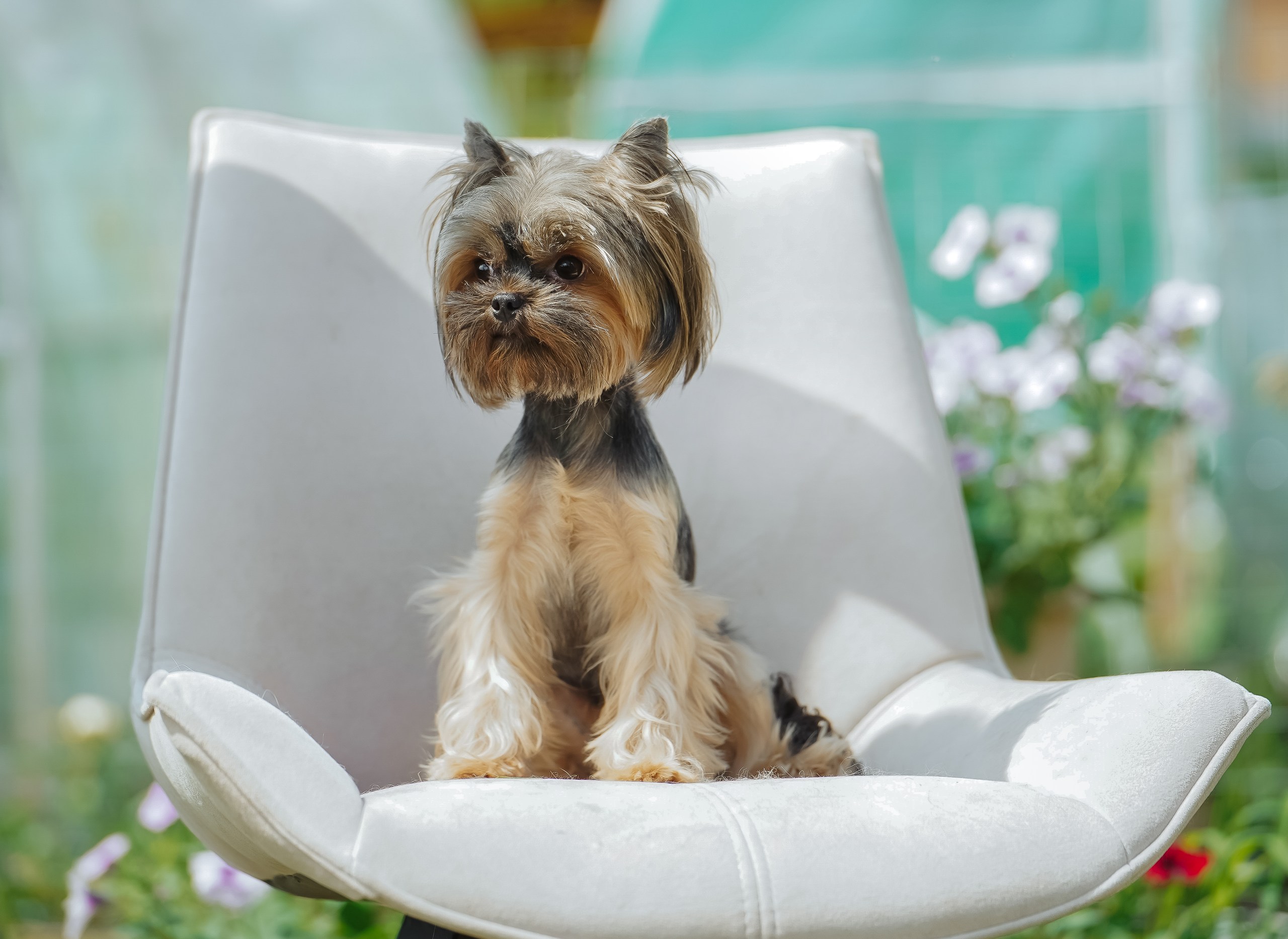 BRIMMER BRIMMER TIRAMISU — Labaza DogPedigree YorkshireTerrier