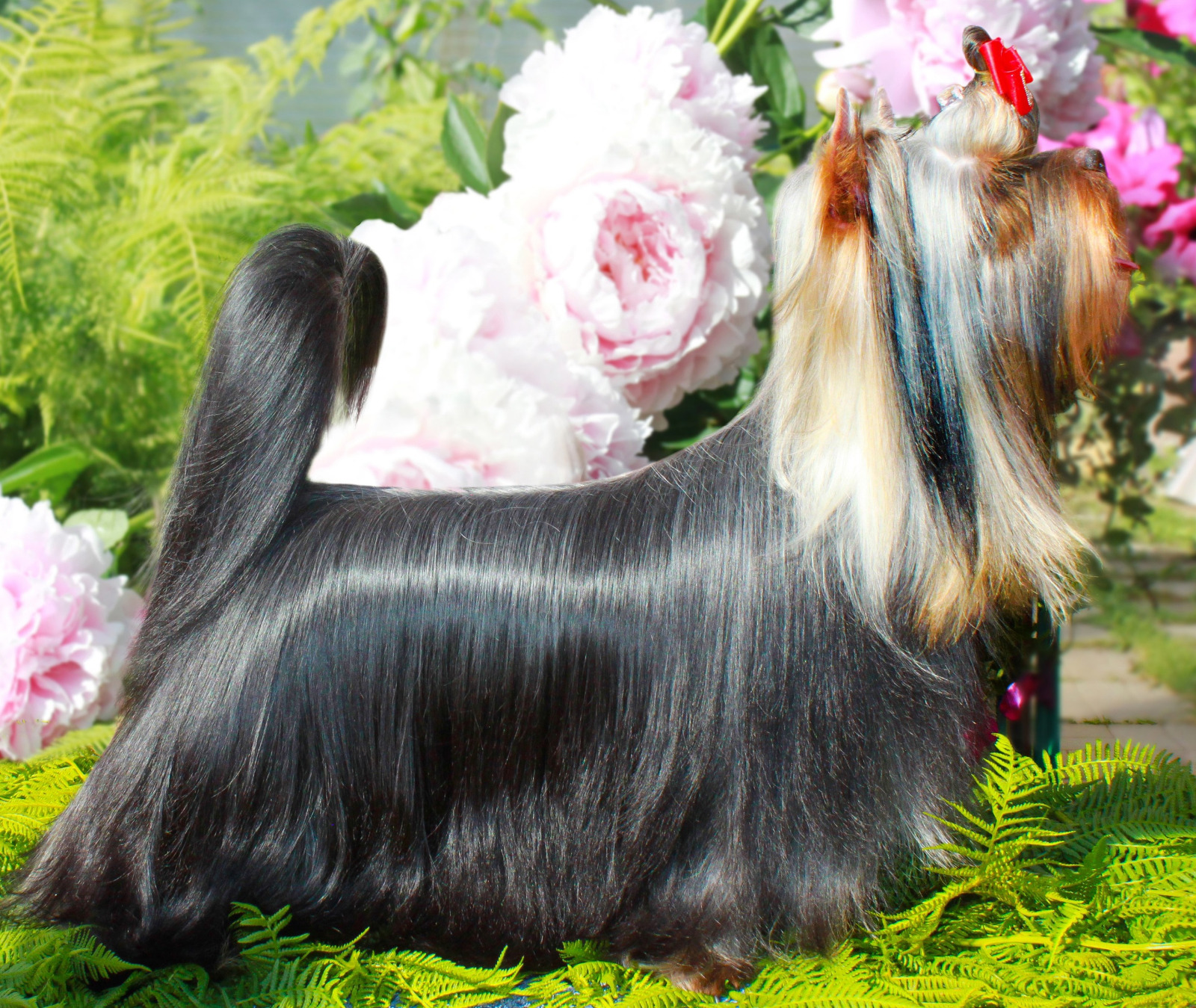 STJUMERS ROSKOSH — Labaza DogPedigree YorkshireTerrier