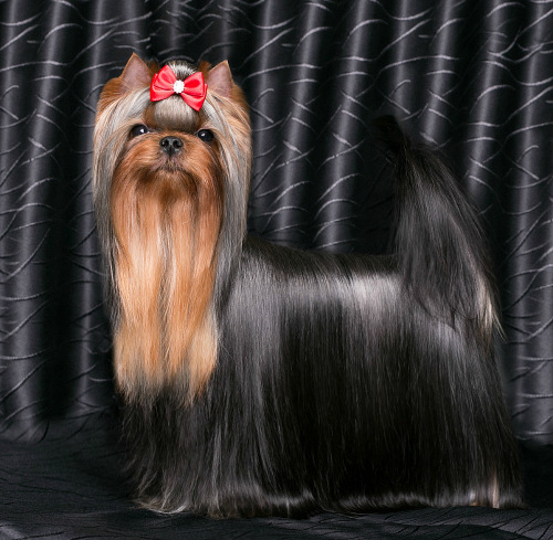Stjumers STJUMERS CHRIS CHRISTMAS — Labaza DogPedigree YorkshireTerrier