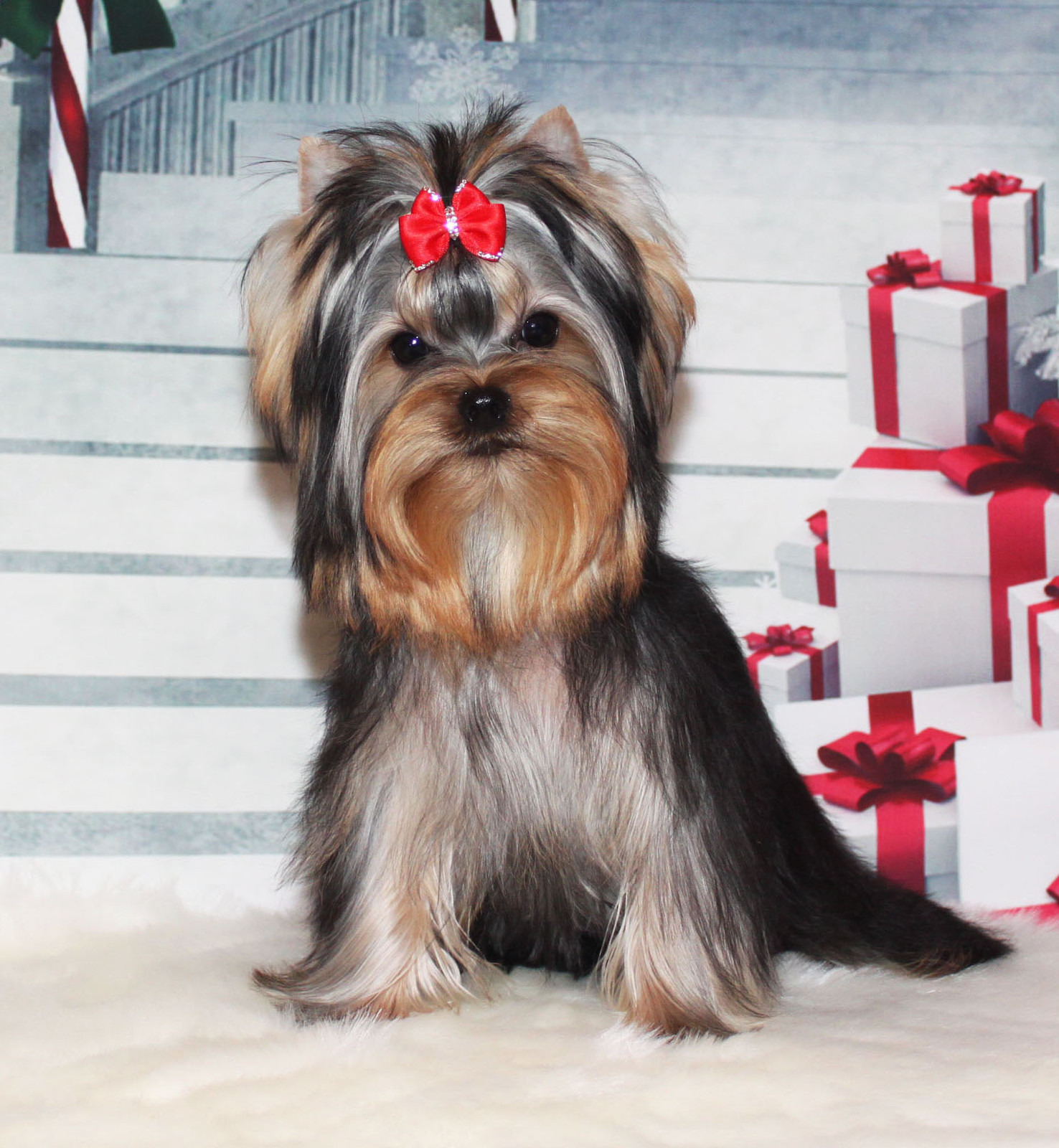 STJUMERS GOLDI HAUN — Labaza DogPedigree YorkshireTerrier