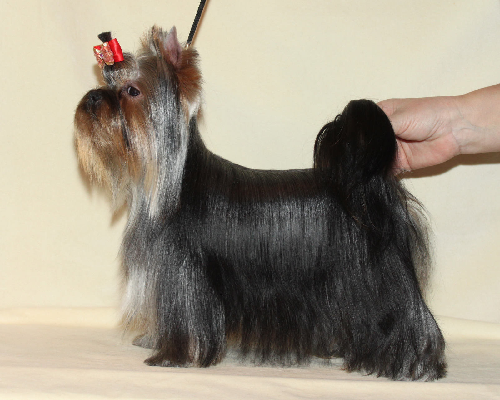  VIP STJUMER'S PANDORA — Labaza DogPedigree YorkshireTerrier