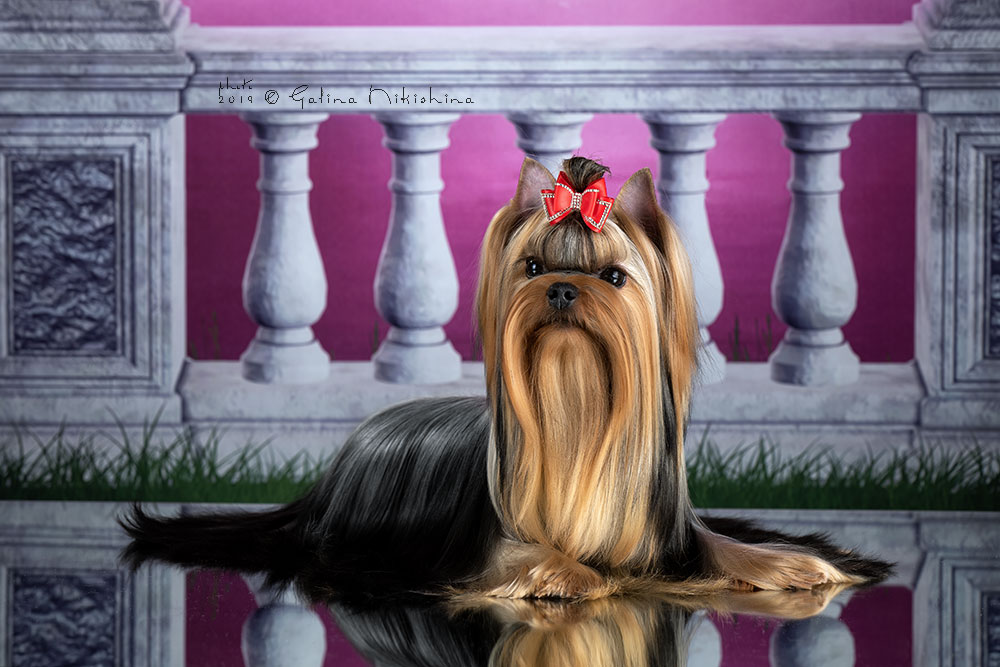 Stjumers STJUMERS  NEFERTITI - II — Labaza DogPedigree YorkshireTerrier