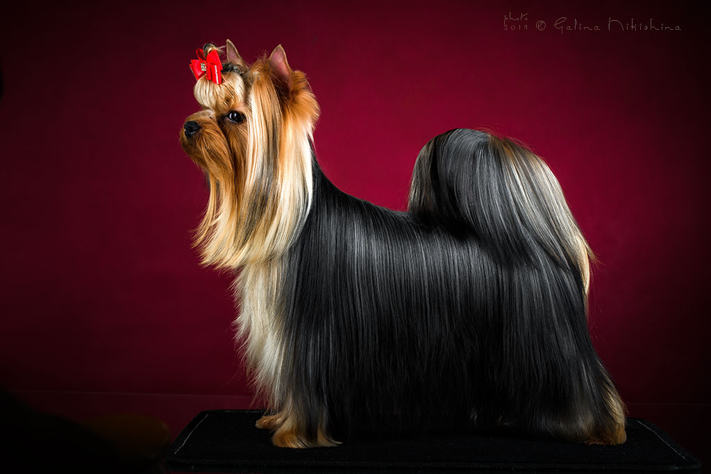 Stjumers STJUMERS NIKOL KIDMAN II — Labaza DogPedigree YorkshireTerrier