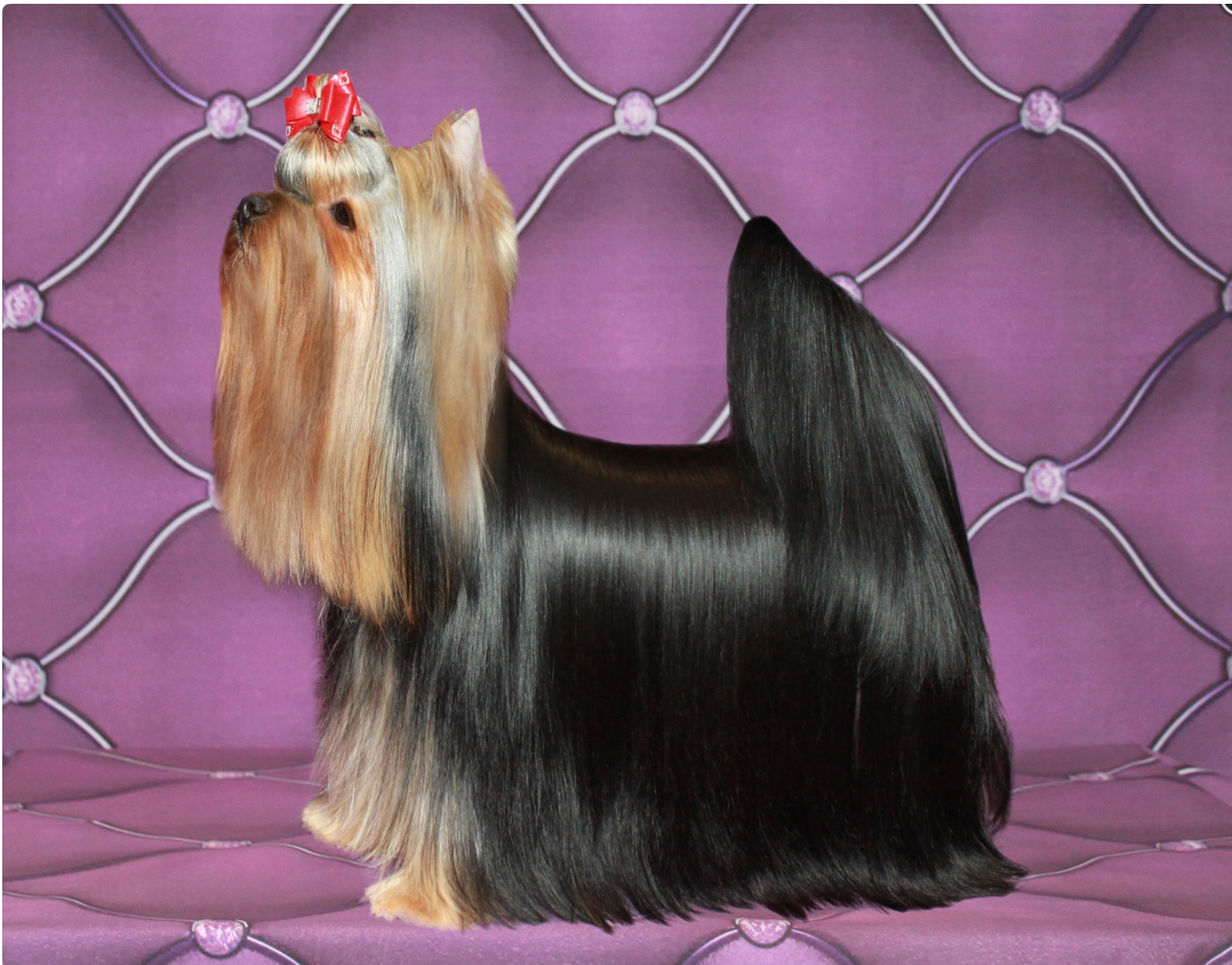  STJUMERS JESSICA ALBA — Labaza DogPedigree YorkshireTerrier