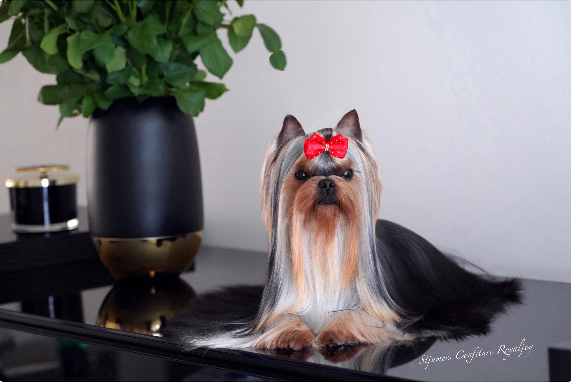 STJUMERS CONFITURE ROYALJOY — Labaza DogPedigree YorkshireTerrier