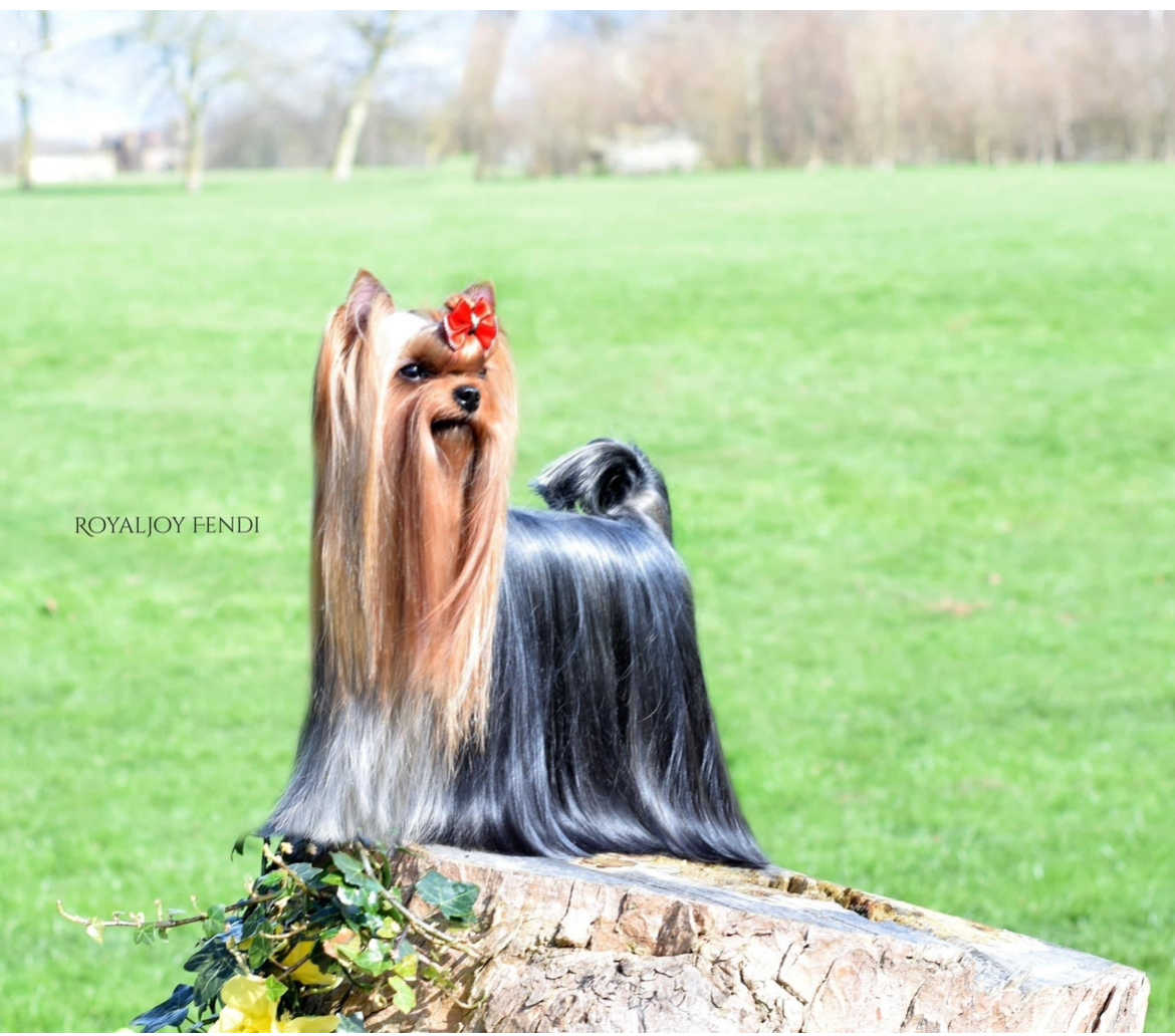 ROYALJOY FENDI — Labaza DogPedigree YorkshireTerrier