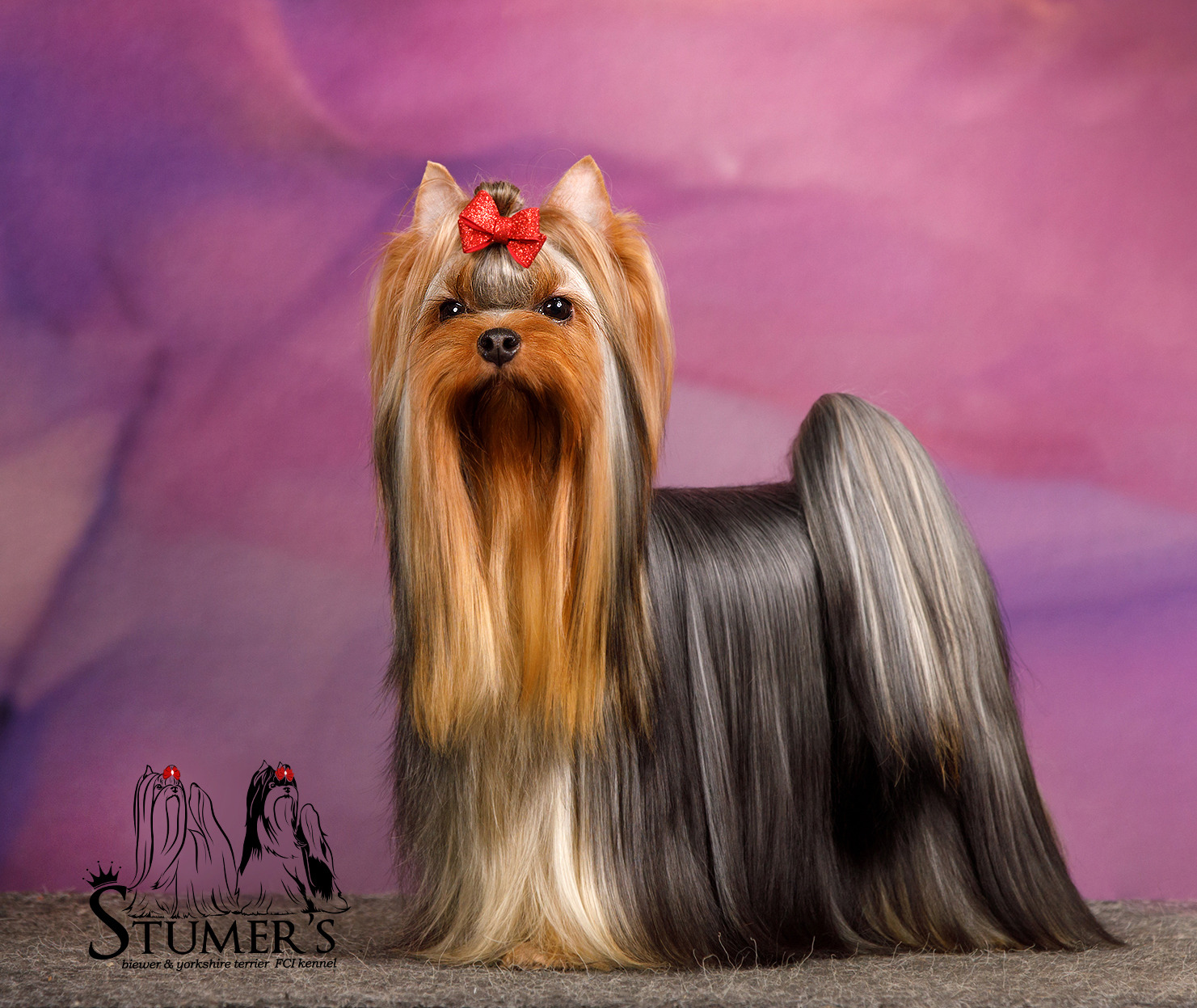 Stjumers STJUMERS TOP-MODEL — Labaza DogPedigree YorkshireTerrier
