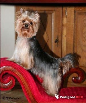  DESTINY'S CHILD OF PADAWI'S — Labaza DogPedigree YorkshireTerrier