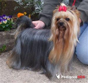FUNNY KISS OF BREGADOON — Labaza DogPedigree YorkshireTerrier